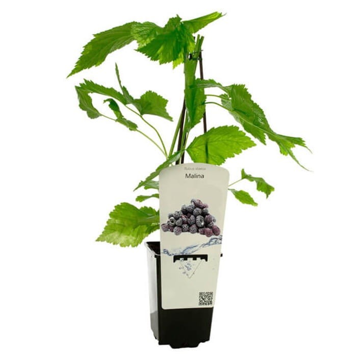 Malina właściwa Czarna BLACK JEWEL (Rubus idaeus) doniczkowana Sadzonka C1 (2).jpg