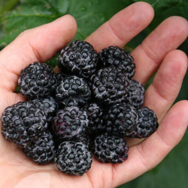 Malina właściwa Czarna BLACK JEWEL (Rubus idaeus) doniczkowana Sadzonka C1 (1).JPG