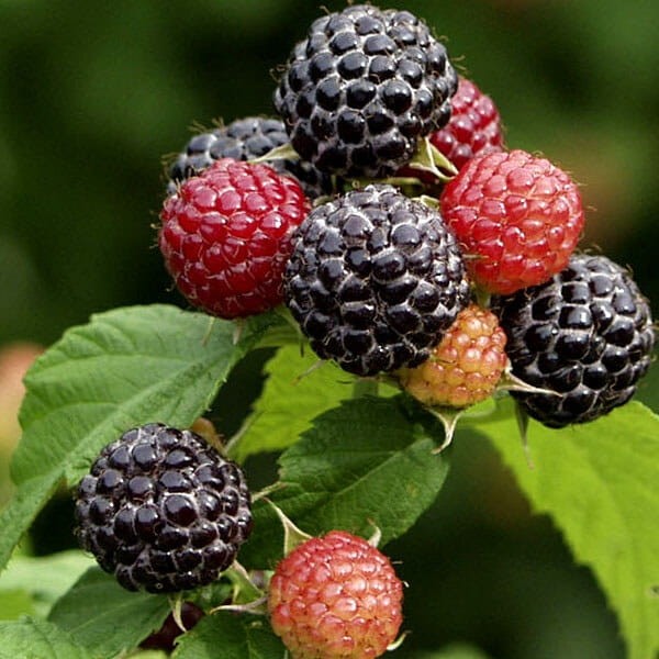 Malina właściwa Czarna BLACK JEWEL (Rubus idaeus) doniczkowana Sadzonka C1 (3).jpg