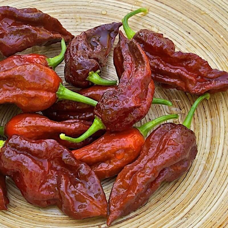 Papryka ostra BHUT JOLOKIA czekoladowa  (2).jpg