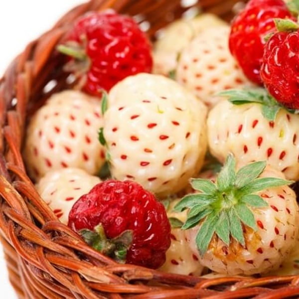 Truskawka White Dream Truskawka + Ananas Sadzonka Pineberry (4).jpg