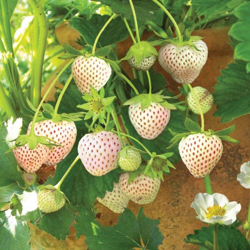 Truskawka White Dream Truskawka + Ananas Sadzonka Pineberry (1).jpg