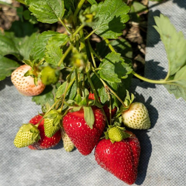 Truskawka Pnąco-wisząca 'Toscana' (Fragaria X Ananassa) Sadzonka (4).jpg