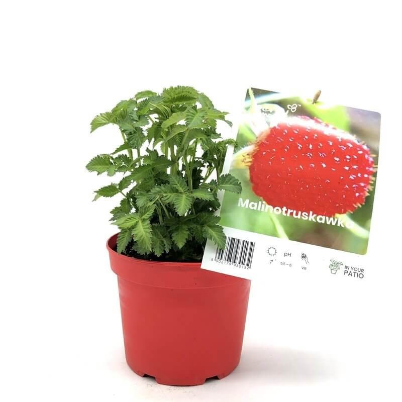 Malino-truskawka (Rubus Illecebrosus) 3 Letnia Sadzonka C2 (1).jpg