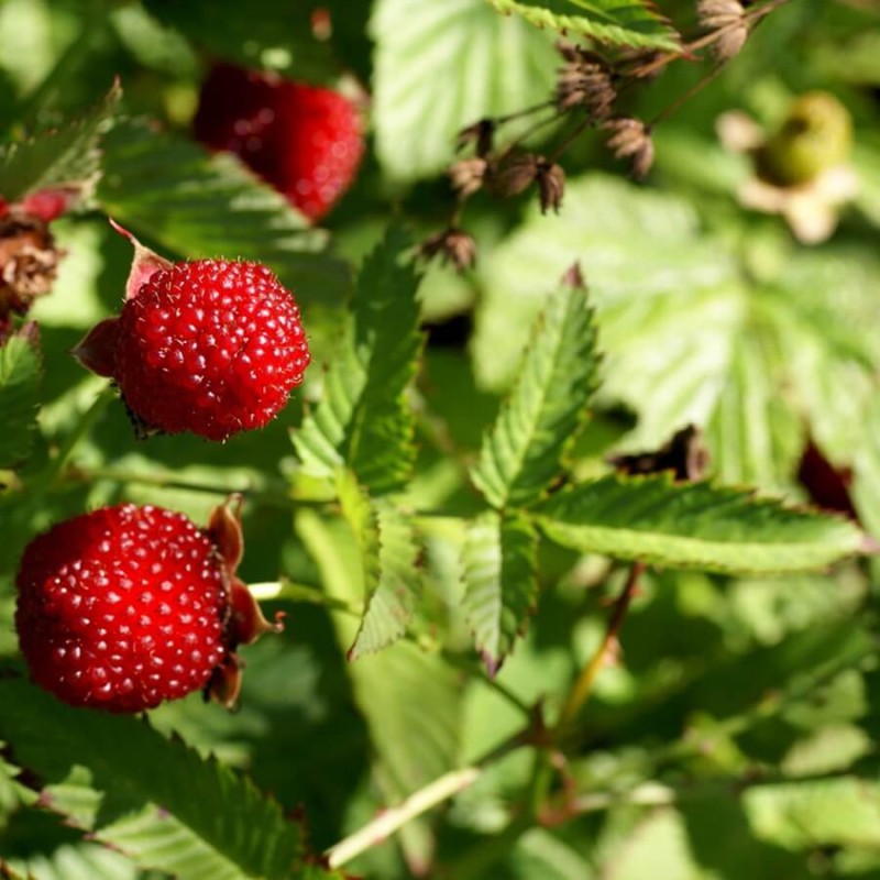 Malino-truskawka (Rubus Illecebrosus) 3 Letnia Sadzonka C2.jpg
