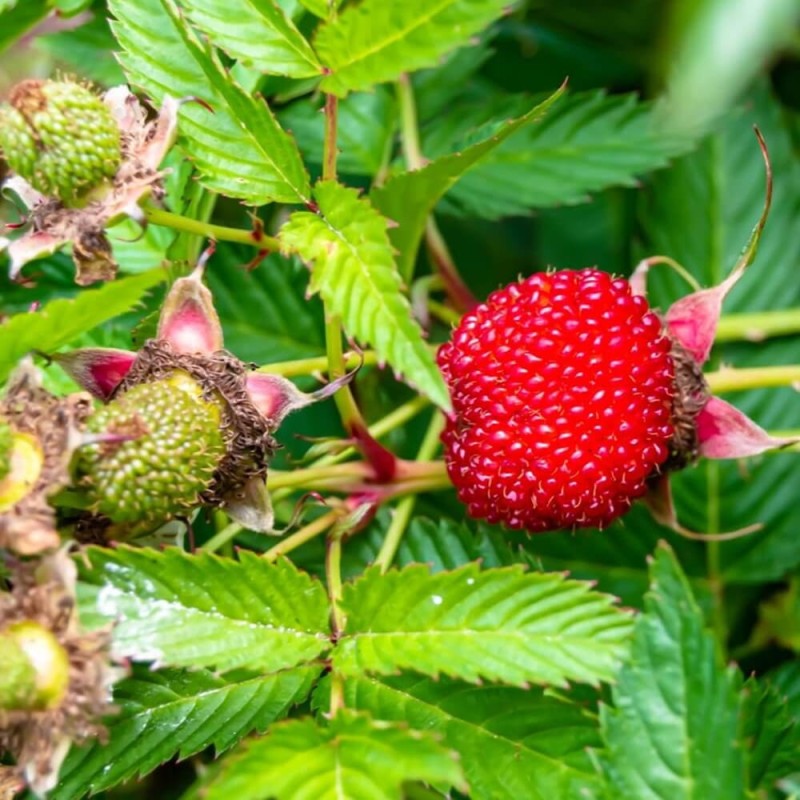 Malino-truskawka (Rubus Illecebrosus) Sadzonka C1 (1).jpg