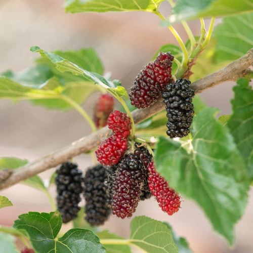 Morwa Czerwona sadzonka