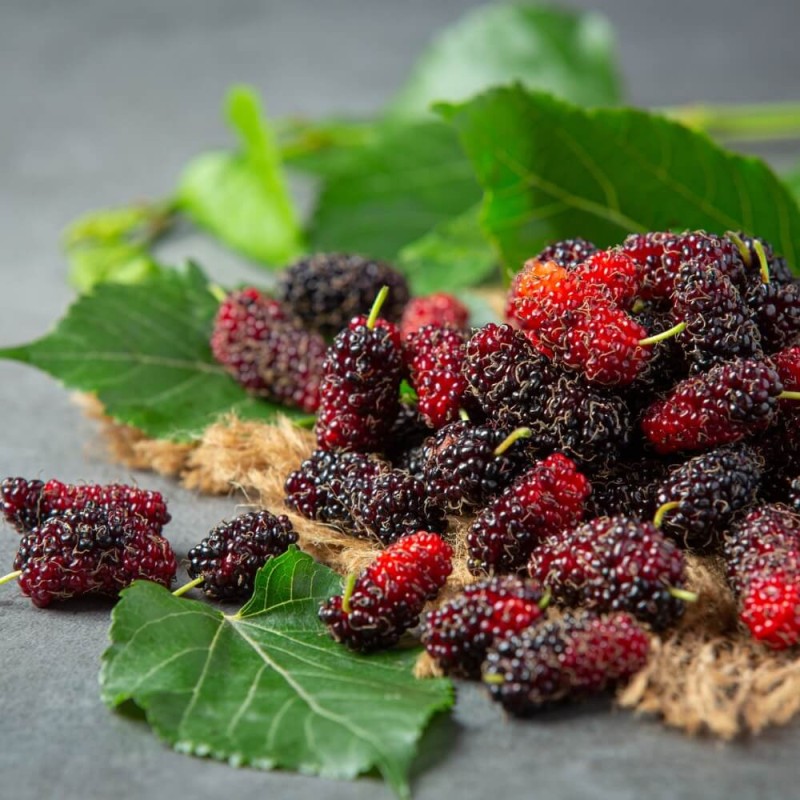 Morwa Czerwona (Morus rubra) Sadzonka (4).jpg
