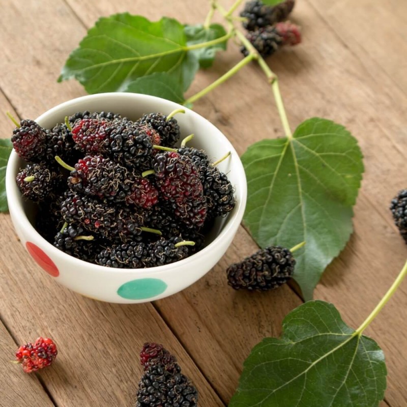 Morwa Czarna (Morus nigra) Smaczne Owoce Sadzonka C1 (3).jpg