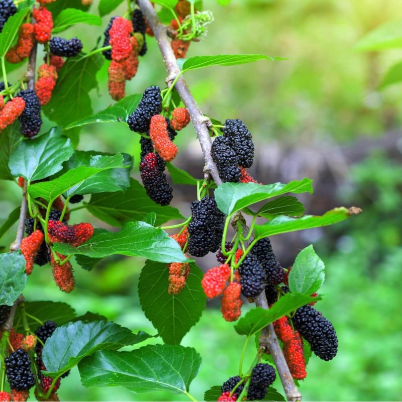 Morwa Czarna (Morus nigra) Smaczne Owoce Sadzonka C1 (1).jpg