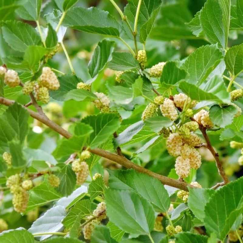 Morwa Biała Smaczne Owoce (Morus alba) Sadzonka C1 (3).jpg