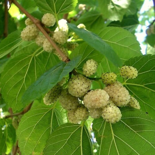 Morwa Biała Smaczne Owoce sadzonka C1