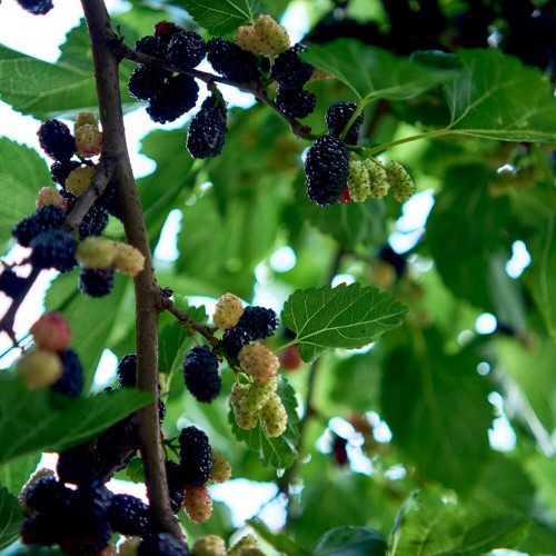 Morwa Full Seasons 3 letnia sadzonka C2