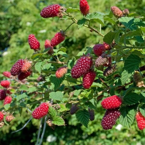 MalinoJeżyna bezkolcowa LOGANBERRY (Rubus fruticosus x idaeus) doniczkowana Sadzonka C1 (1).jpg