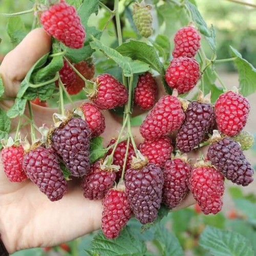 MalinoJeżyna bezkolcowa LOGANBERRY doniczkowana sadzonka C1