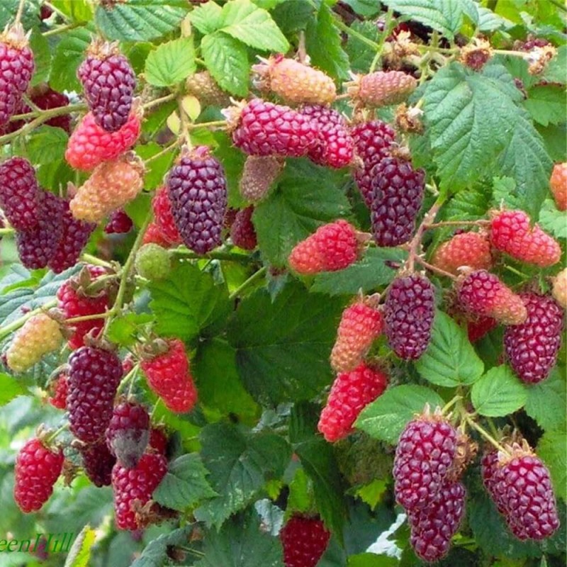 MalinoJeżyna TAYBERRY (Rubus) doniczkowana Sadzonka C1C2 (1).jpg