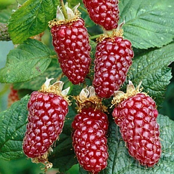 MalinoJeżyna TAYBERRY (Rubus) doniczkowana Sadzonka C1C2 (3).jpg