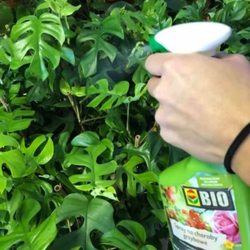 Ekologiczny spray na choroby grzybowe. COMPO BIO 750ml preparaty (3).jpg