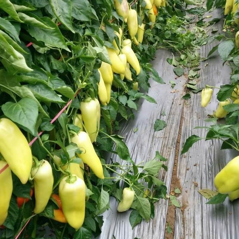 Papryka Ostra HUNGARIAN YELLOW wax hot (2).jpg