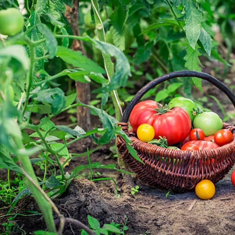 Agricolle Naturalny środek na choroby grzybowe (Aerozol) 250ml preparaty (4).jpg