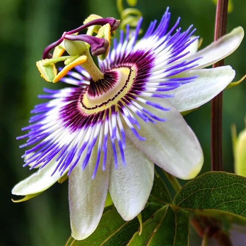 Męczennica Passion Pie (Passiflora) Sadzonka P12 (1).jpg