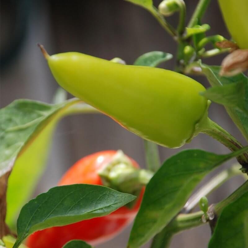 Papryka Ostra HUNGARIAN YELLOW wax hot (3).jpg