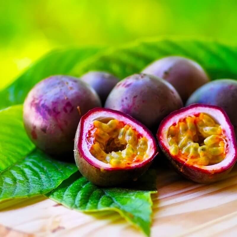 Męczennica Passion Pie (Passiflora) Sadzonka P12 (2).jpg