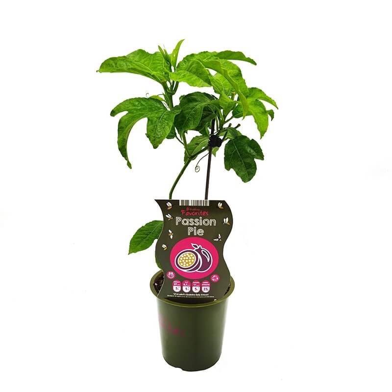 Męczennica Passion Pie (Passiflora) Sadzonka P12.jpg