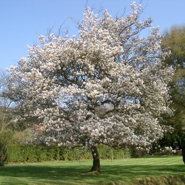 Świdośliwa olcholistna MANDAM (Amelanchier alnifolia) 3 letnia Sadzonka C2 (2).jpg