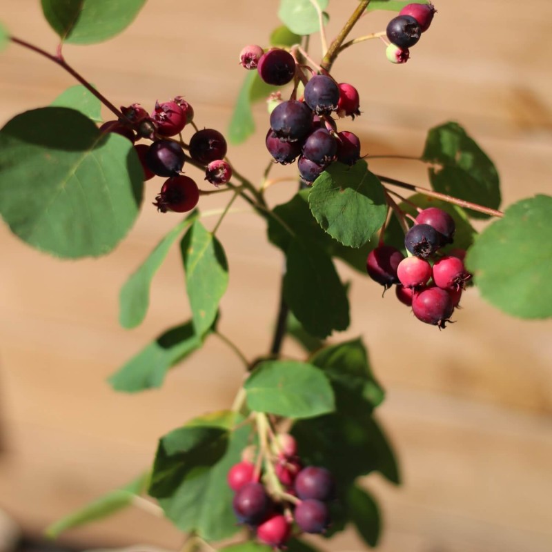 Świdośliwa olcholistna MANDAM (Amelanchier alnifolia) 3 letnia Sadzonka C2.JPG