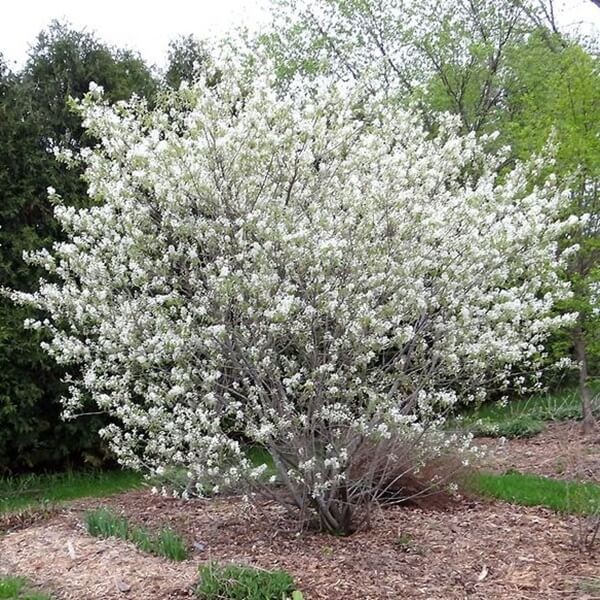 Świdośliwa olcholistna SMOKY (Amelanchier alnifolia) Sadzonka C1C2 (2).jpg