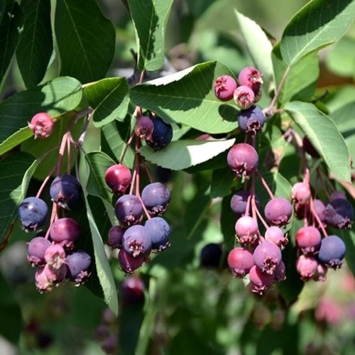 Świdośliwa olcholistna SMOKY sadzonka C1/C2