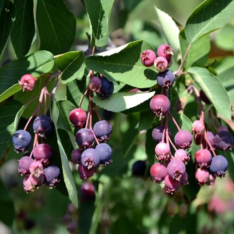Świdośliwa olcholistna SMOKY (Amelanchier alnifolia) Sadzonka C1C2.jpg