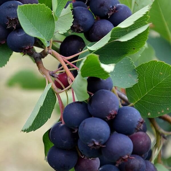 Świdośliwa PRINCE WILLIAM (Amelanchier) Sadzonka C1C2 (1).jpg