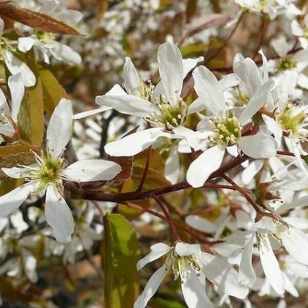 Świdośliwa PRINCE WILLIAM (Amelanchier) Sadzonka C1C2 (2).jpg