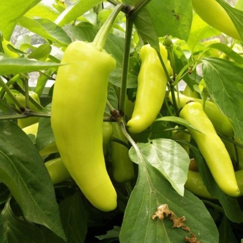 Papryka ostra Hungarian Yellow wax hot 0,5g nasiona LUX