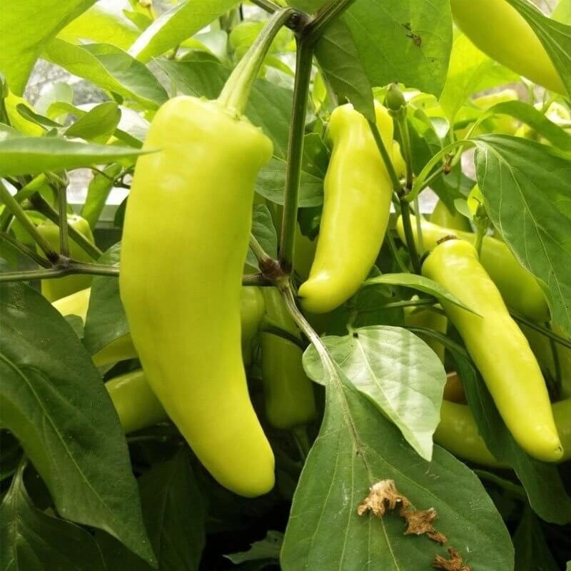 Papryka Ostra HUNGARIAN YELLOW wax hot (4).jpg