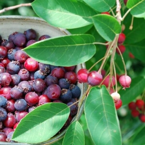 Świdośliwa olcholistna HONEYWOOD sadzonka C1/C2