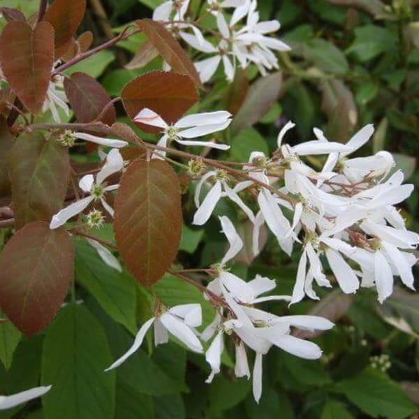 Świdośliwa olcholistna HONEYWOOD (Amelanchier alnifolia) Sadzonka C1C2.JPG