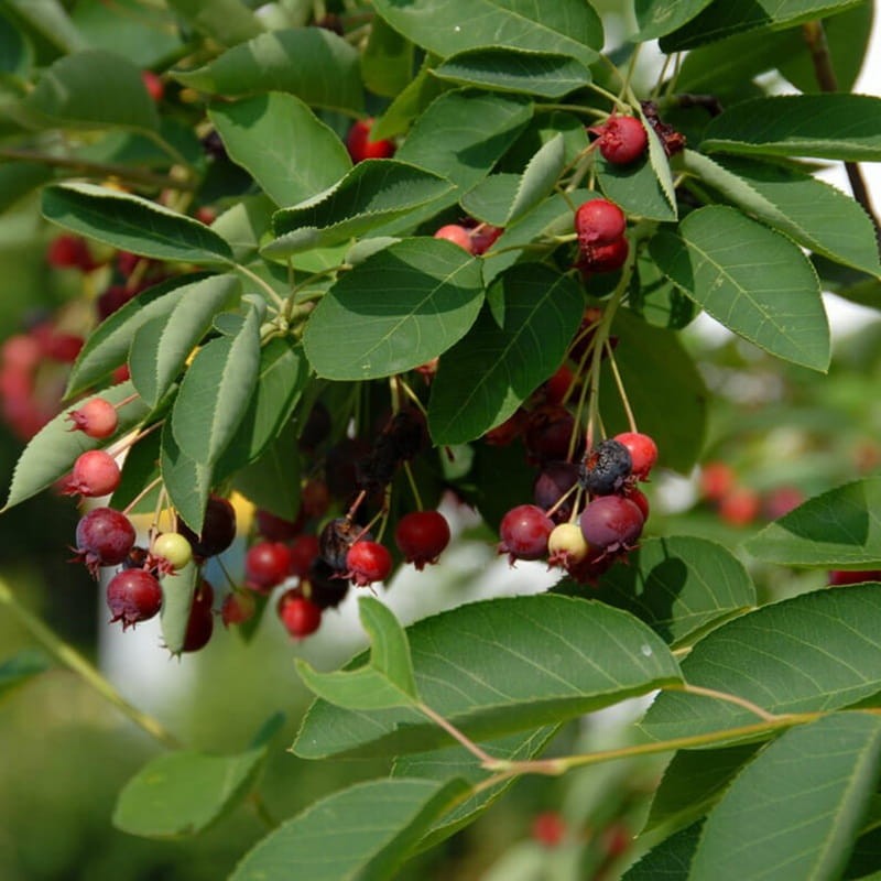 Świdośliwa Lamarcka (Amelanchier lamarckii) Sadzonka (1).jpg