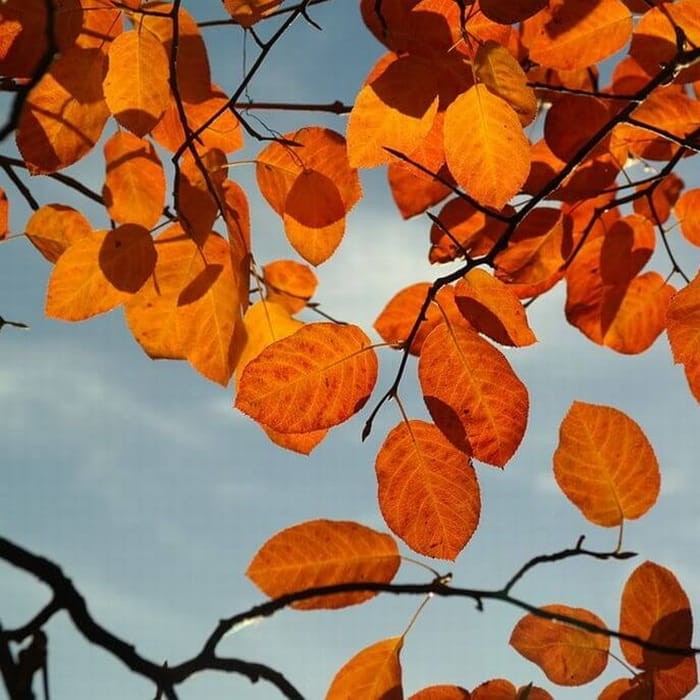 Świdośliwa Lamarcka (Amelanchier lamarckii) Sadzonka (2).jpg
