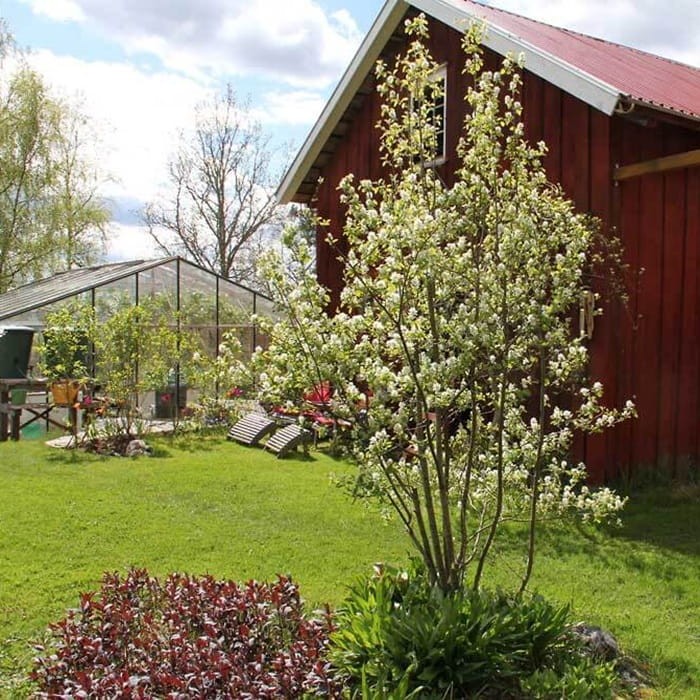 Świdośliwa BALLERINA (Amelanchier laevis) Sadzonka (2).jpg