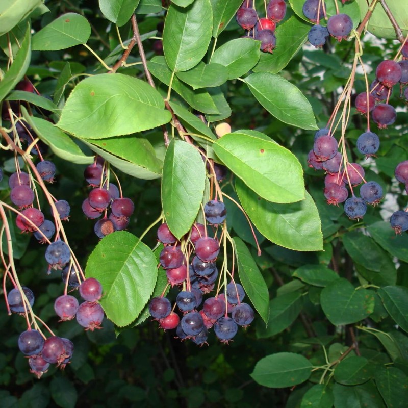 Świdośliwa BALLERINA (Amelanchier laevis) Sadzonka (1).JPG