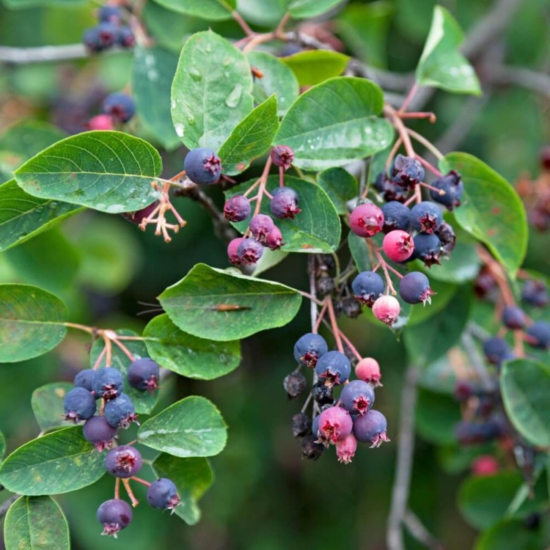 Świdośliwa Kanadyjska (Amelanchier canadensis) Sadzonka.jpg