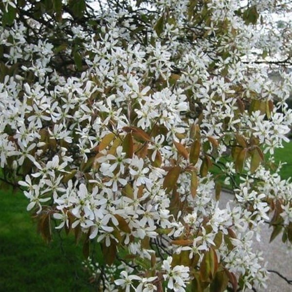 Świdośliwa Kanadyjska (Amelanchier canadensis) Sadzonka (3).jpg