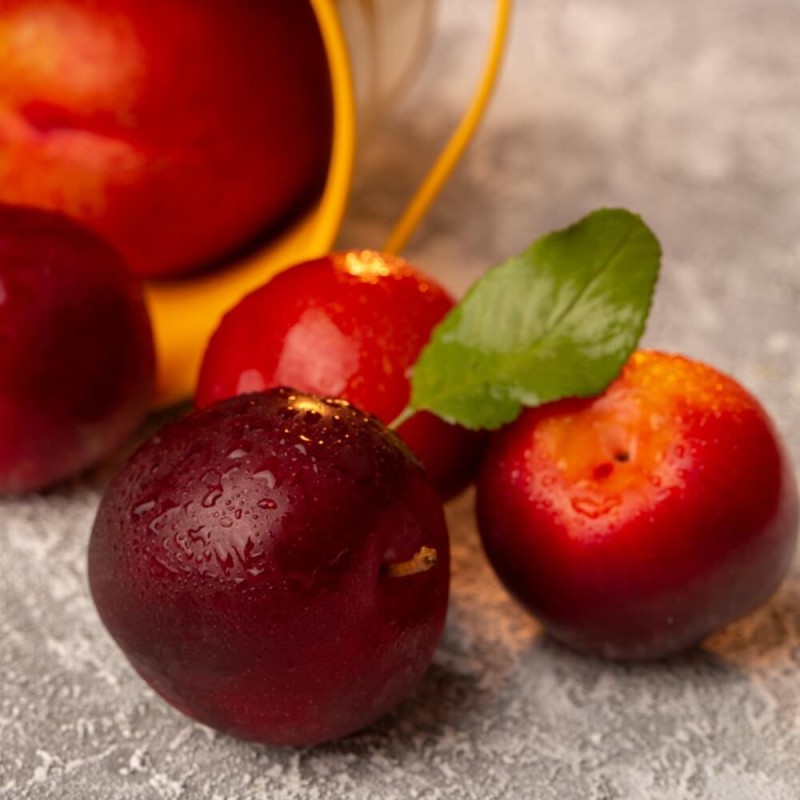 Śliwo-morela Plumcot® Sadzonka C3,5 (3).jpg