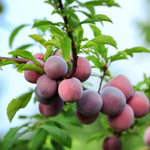 Śliwo-morela Plumcot® sadzonka C35