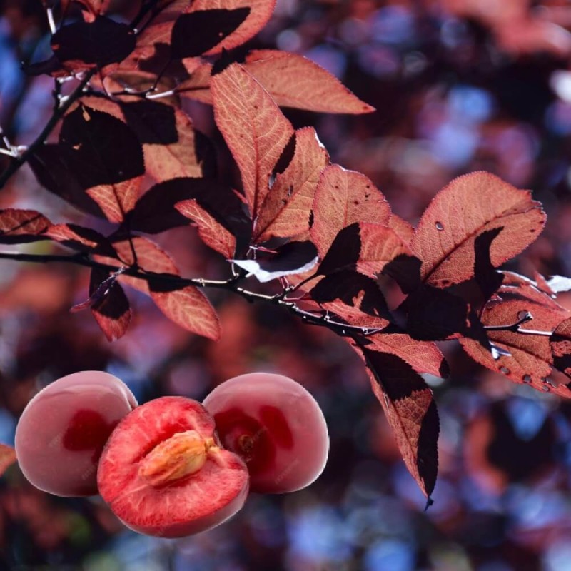 Śliwa Spencer Hollywood® (Prunus cerasifera) Sadzonka C3,5 Ok 100-120Cm (4).jpg