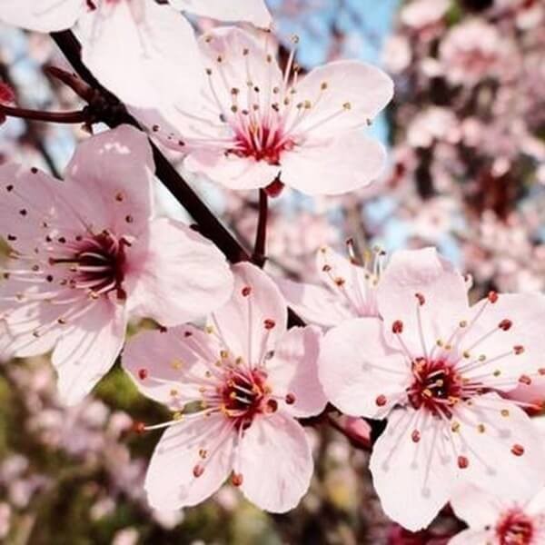 Śliwa Spencer Hollywood® (Prunus cerasifera) Sadzonka C3,5 Ok 100-120Cm (1).jpg