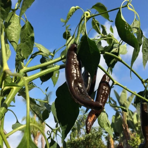 Papryka ostra chilli Pasilla Bajio czarna nasiona